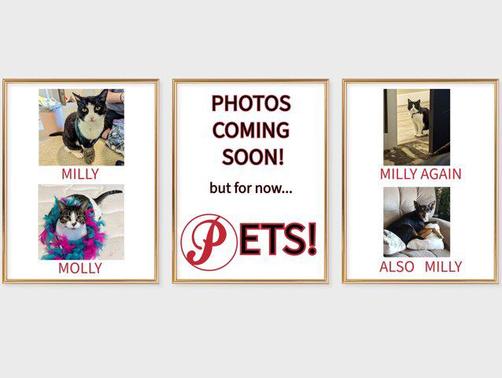 2019 RAM ProMaster 1500 Base