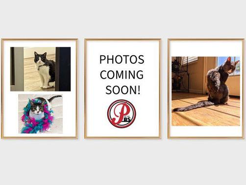 2019 RAM ProMaster 1500 Base