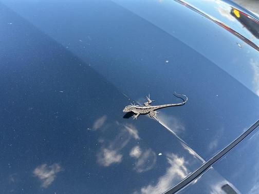 2014 Cadillac CTS 3.6L Twin Turbo Vsport