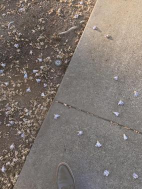 2021 Hyundai IONIQ Plug-In Hybrid SEL