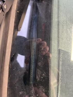 2020 Toyota Tacoma TRD OFF ROAD