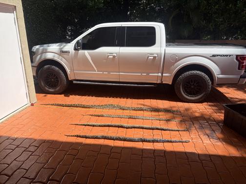 White 2020 Ford F-150 XLT