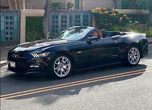 Black 2015 Ford Mustang GT Premium