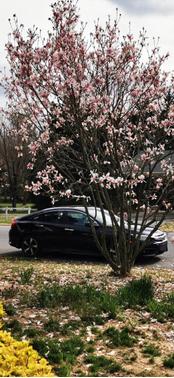 2016 Honda Civic Touring