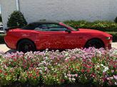 Thumbnail of 2024 Race Red Ford Mustang
