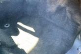 Thumbnail of 2019 Blue Streak Pearlcoat RAM 2500