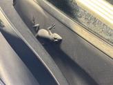 Thumbnail of 2024 Diamond Black Crystal Pearlcoat Jeep Compass