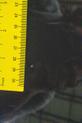 Thumbnail of 2006 Black Porsche 911
