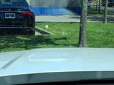 Thumbnail of 2025 Serenity White Hyundai SANTA FE HEV