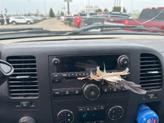Thumbnail of 2009 Silver Birch GMC Sierra 2500