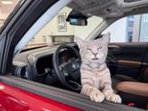 Thumbnail of 2025 Blue Ford Escape
