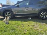 Thumbnail of 2024 Gray Subaru Crosstrek