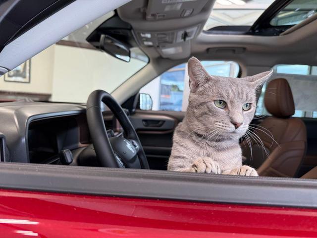 Photo of 2025 Blue Ford Escape