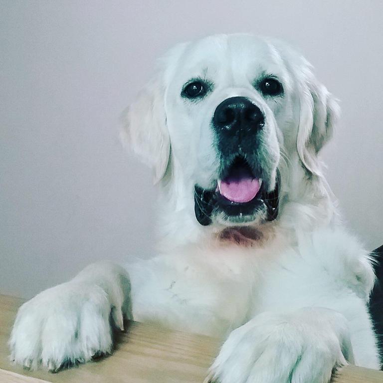 new 2026 Jeep Wrangler car, priced at $55,100