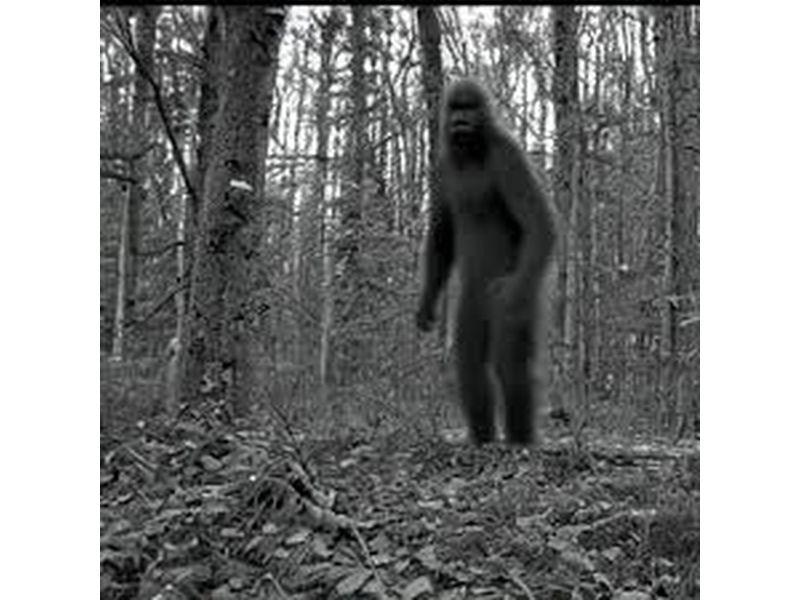 used 2024 Ford Expedition car, priced at $50,450