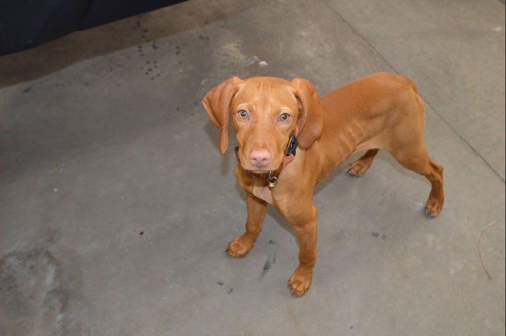 used 2024 Nissan Frontier car, priced at $29,997